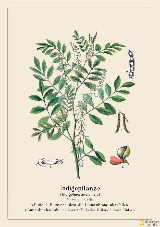 Indigo Dye Plant - Botanical Art Print