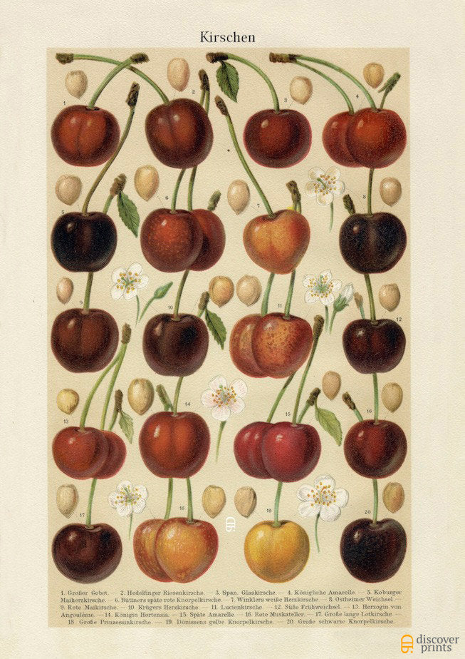 Assorted Cherries - Fruit Art Print