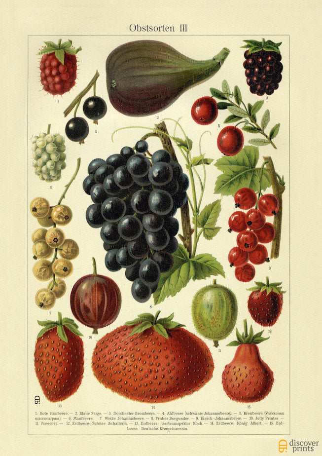 Sweet Berries Art Print