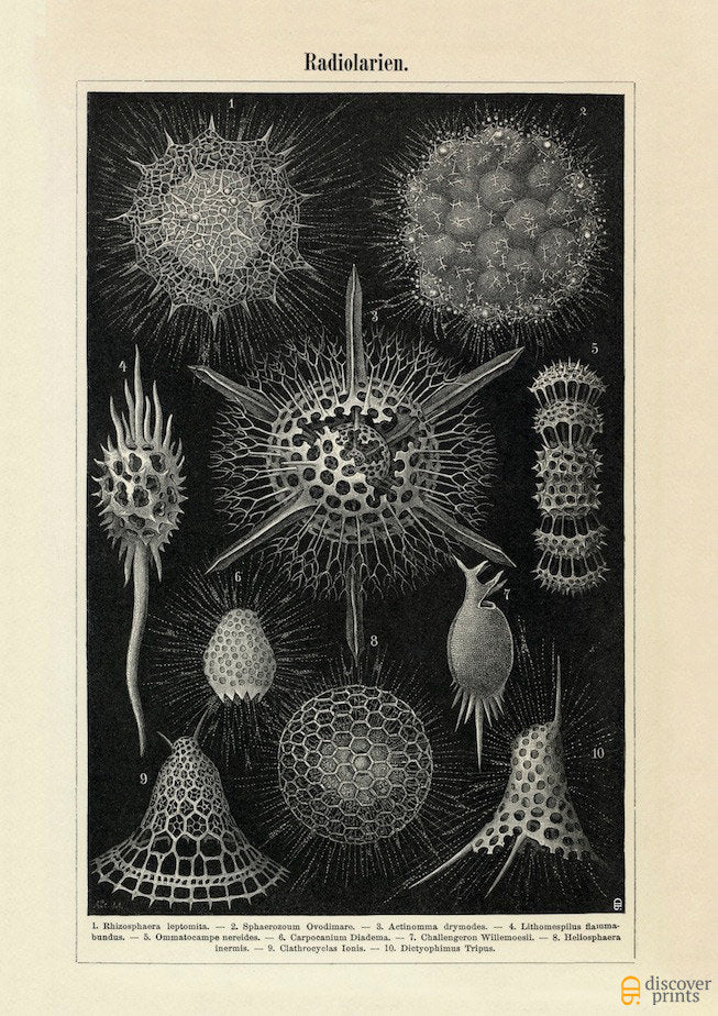 Haeckel Radiolaria - Sealife Art Print