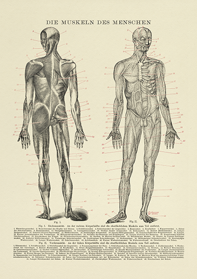 Human Muscle Medical Art Print