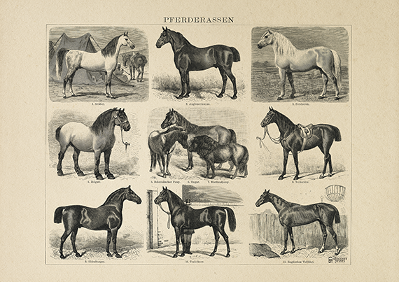 Old horse breed Animal Art Print